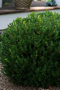  Little Mister Boxwood - 1 Gallon Pot