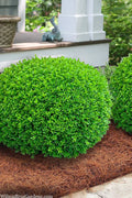  Winter Gem Boxwood - 3 Gallon Pot