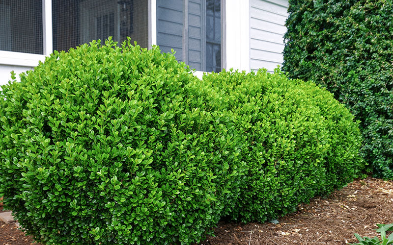  NewGen Freedom Boxwood - 1 Gallon Pot