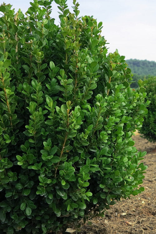  NewGen Freedom Boxwood - 1 Gallon Pot