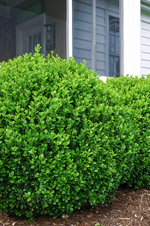  NewGen Freedom Boxwood - 1 Gallon Pot