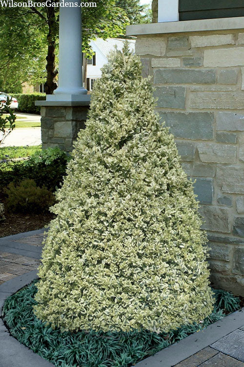  Elegans Variegated Boxwood - Buxus Sempervirens 'Elegantissima' - 2 Gallon Pot