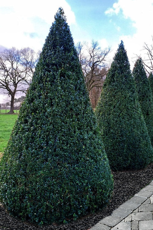  American Boxwood Cone Topiary - 7 Gallon Pot