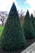  American Boxwood Cone Topiary - 7 Gallon Pot