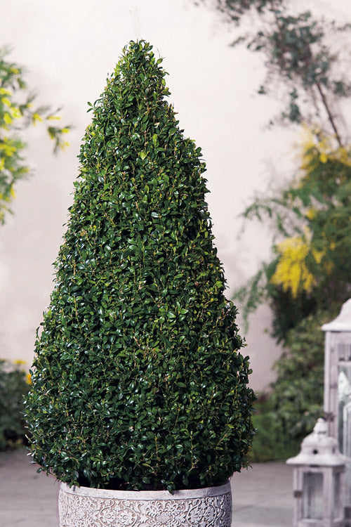  American Boxwood Cone Topiary - 7 Gallon Pot