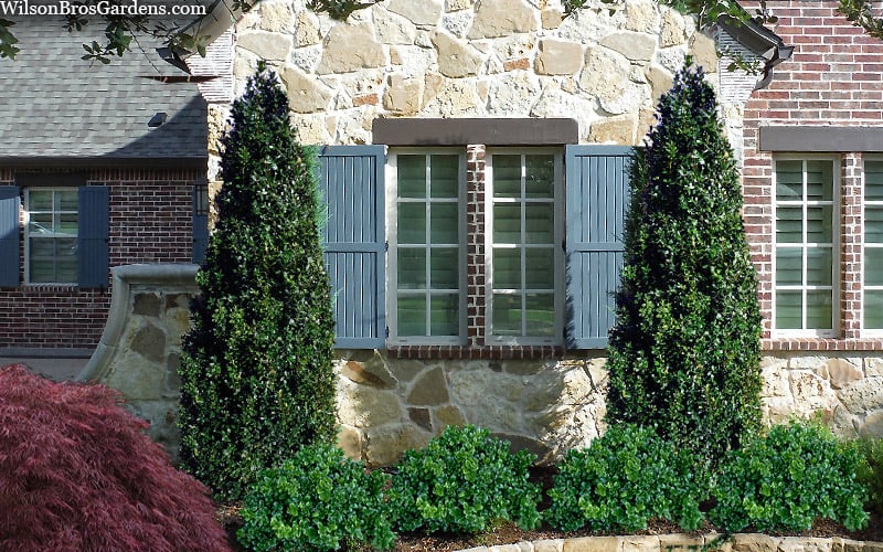  Arctic Emerald Columnar Boxwood - 6 Pack Of 1 Gallon Pots