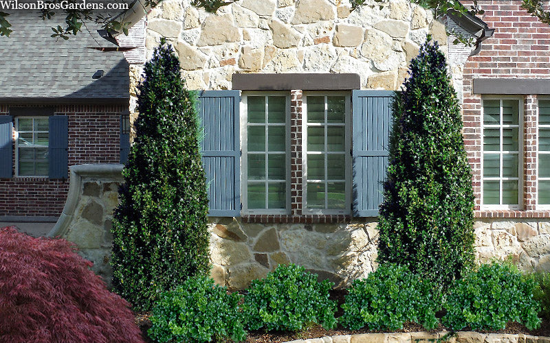 Arctic Emerald Columnar Boxwood - 3 Gallon Pot