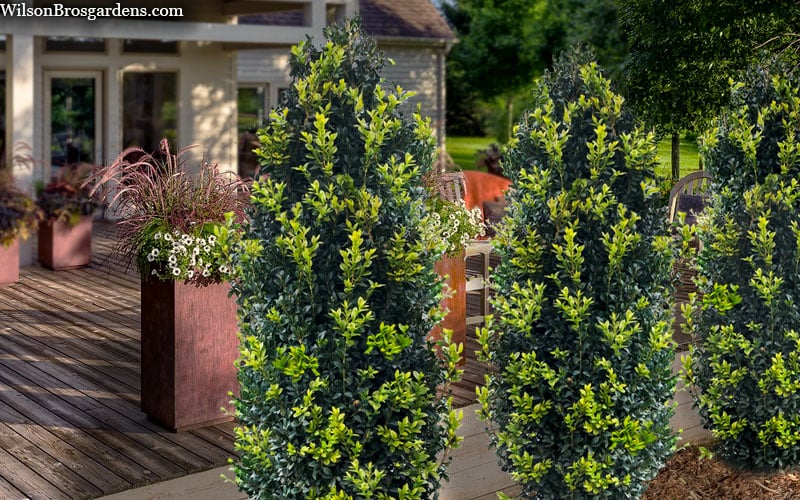  Arctic Emerald Columnar Boxwood - 6 Pack Of 1 Gallon Pots
