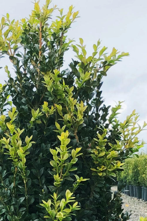  Arctic Emerald Columnar Boxwood - 3 Gallon Pot