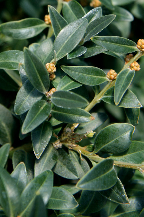  Arctic Emerald Columnar Boxwood - 3 Gallon Pot