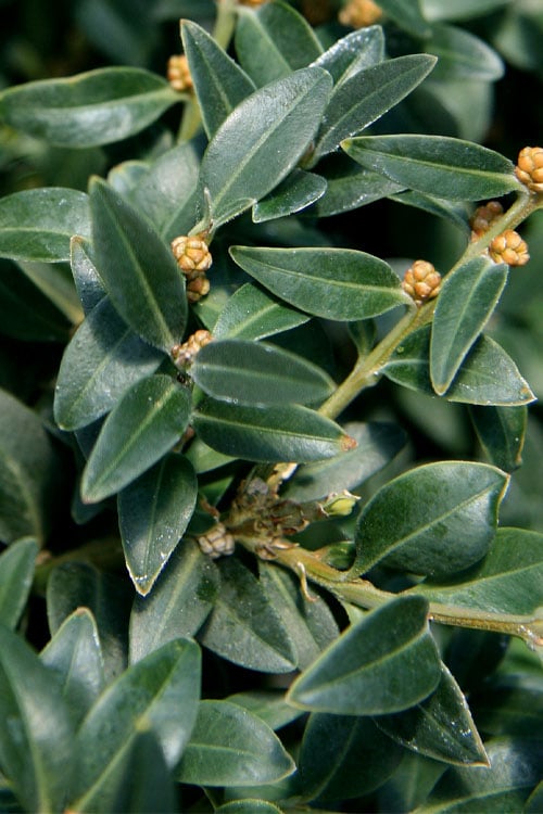  Arctic Emerald Columnar Boxwood - 1 Gallon Pot