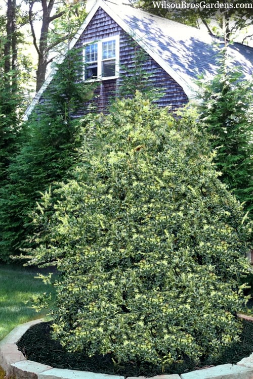  Golden Weeping Boxwood (Buxus Sempervirens 'Aurea Pendula') - 1 Gallon Pot