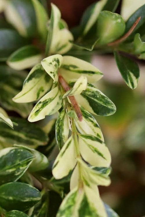  Golden Weeping Boxwood (Buxus Sempervirens 'Aurea Pendula') - 1 Gallon Pot