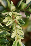  Golden Weeping Boxwood (Buxus Sempervirens 'Aurea Pendula') - 1 Gallon Pot