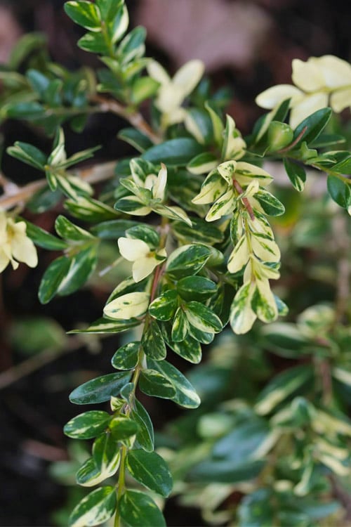  Golden Weeping Boxwood (Buxus Sempervirens 'Aurea Pendula') - 1 Gallon Pot