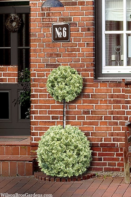  Variegated Boxwood 2-Ball Poodle Tier Topiary - 5 Gallon Pot