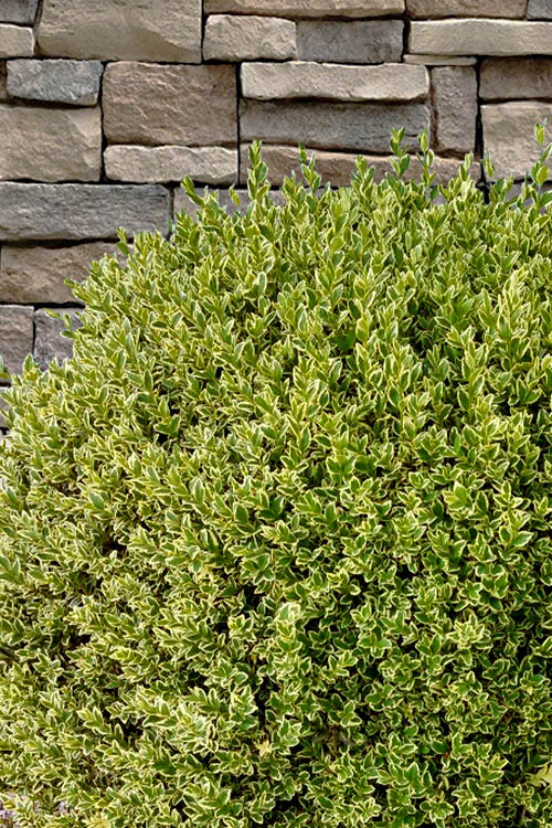  Variegated Boxwood (Buxus Sempervirens 'Aureovariegata') - 5 Gallon Pot