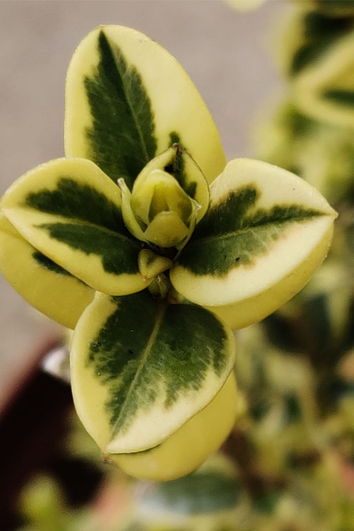  Variegated Boxwood (Buxus Sempervirens 'Aureovariegata') - 2 Gallon Pot - SALE