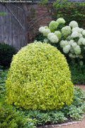  Variegated Boxwood (Buxus Sempervirens 'Aureovariegata') - 5 Gallon Pot