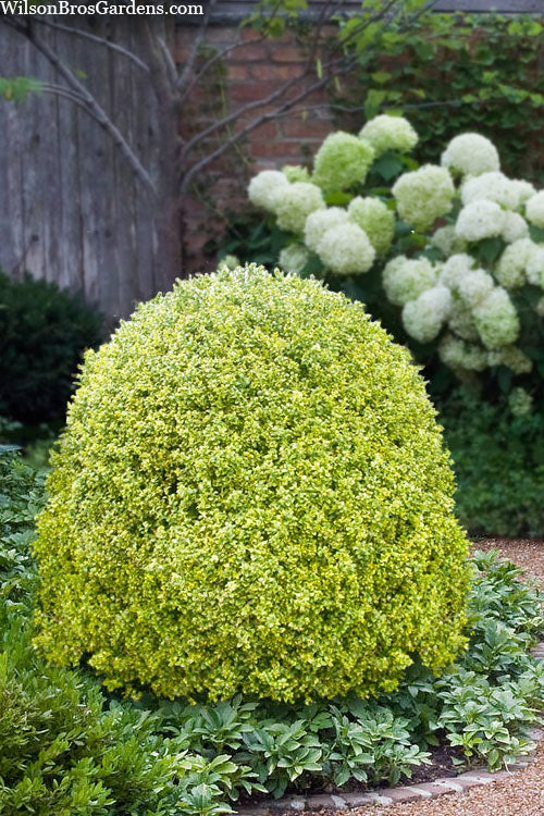  Variegated Boxwood (Buxus Sempervirens 'Aureovariegata') - 6 Pack Of 1 Gallon Pot