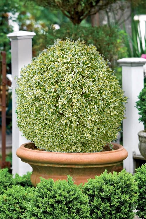  Elegans Variegated Boxwood - Buxus Sempervirens 'Elegantissima' - 1 Gallon Pot