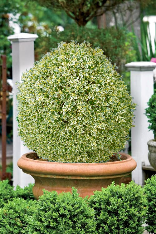  Elegans Variegated Boxwood - Buxus Sempervirens 'Elegantissima' - 1 Gallon Pot