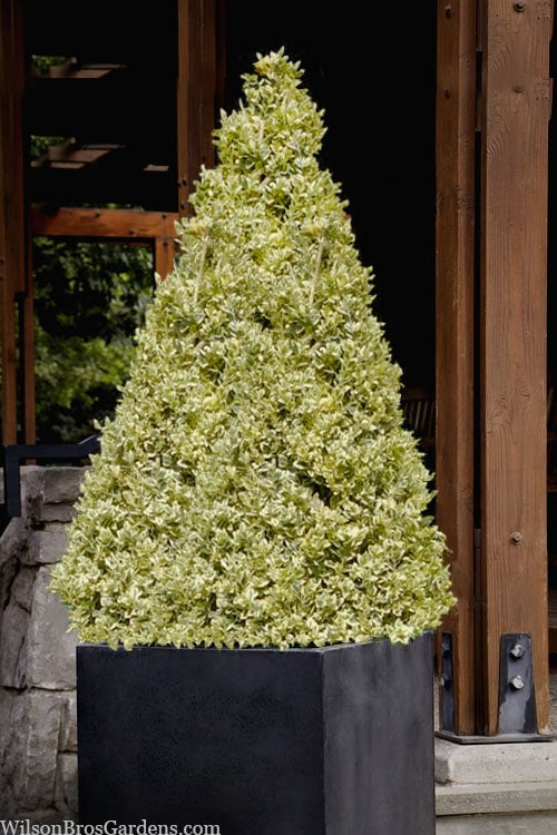  Elegans Variegated Boxwood - Buxus Sempervirens 'Elegantissima' - 2 Gallon Pot