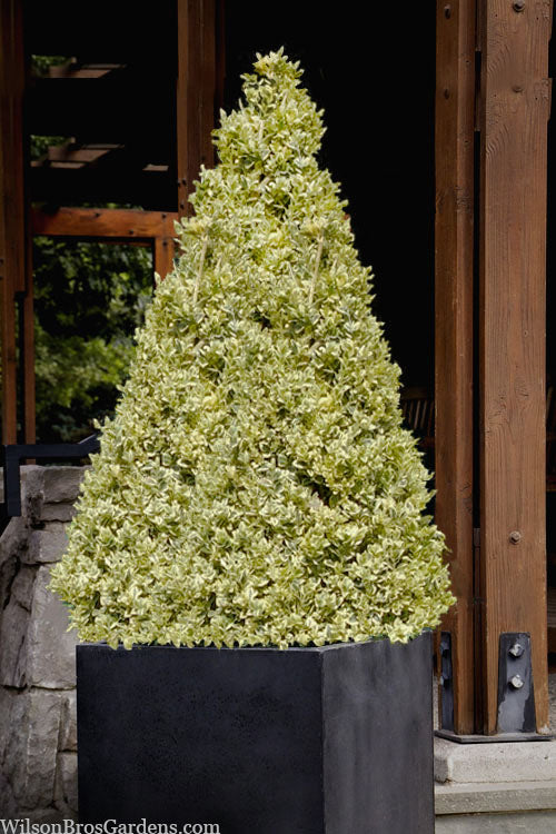  Elegans Variegated Boxwood - Buxus Sempervirens 'Elegantissima' - 1 Gallon Pot