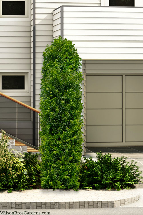  Green Pillar Boxwood - 1 Gallon Pot