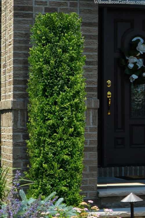  Green Pillar Boxwood - 2 Gallon Pot