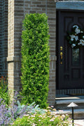  Green Pillar Boxwood - 1 Gallon Pot