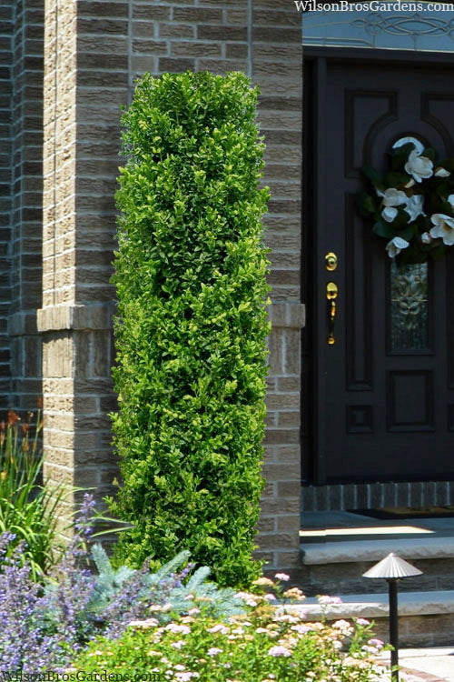  Green Pillar Boxwood - 1 Gallon Pot