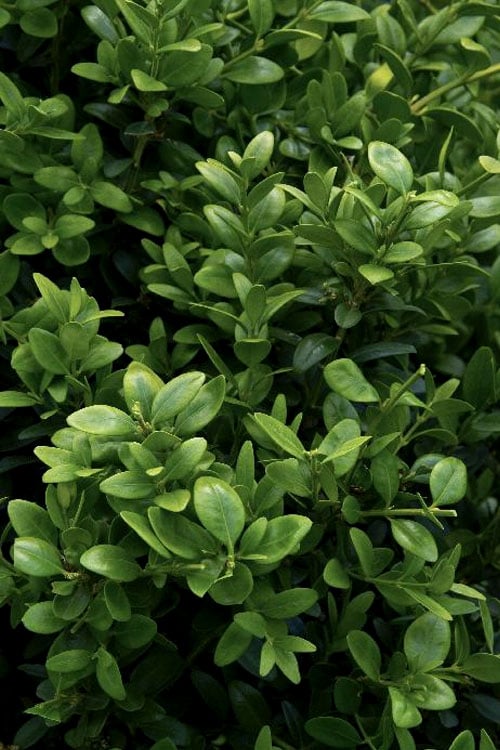  Green Tower Boxwood - 3 Gallon Pot