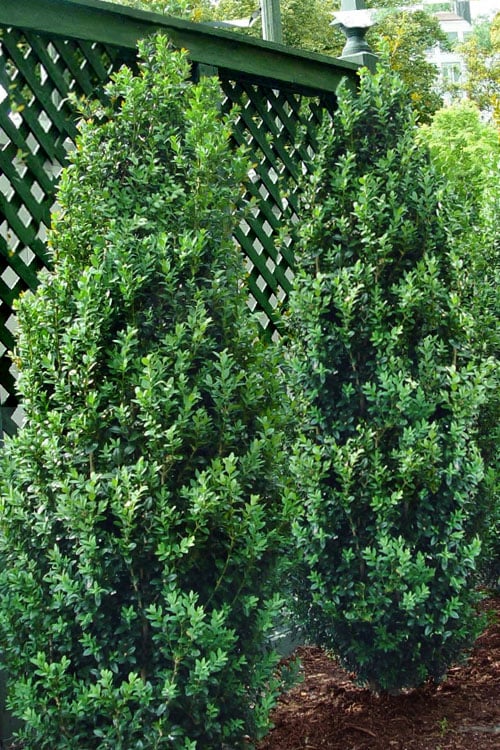  Green Tower Boxwood - 3 Gallon Pot
