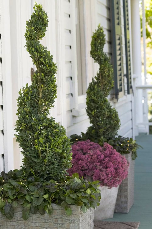  Green Tower Boxwood - 3 Gallon Pot