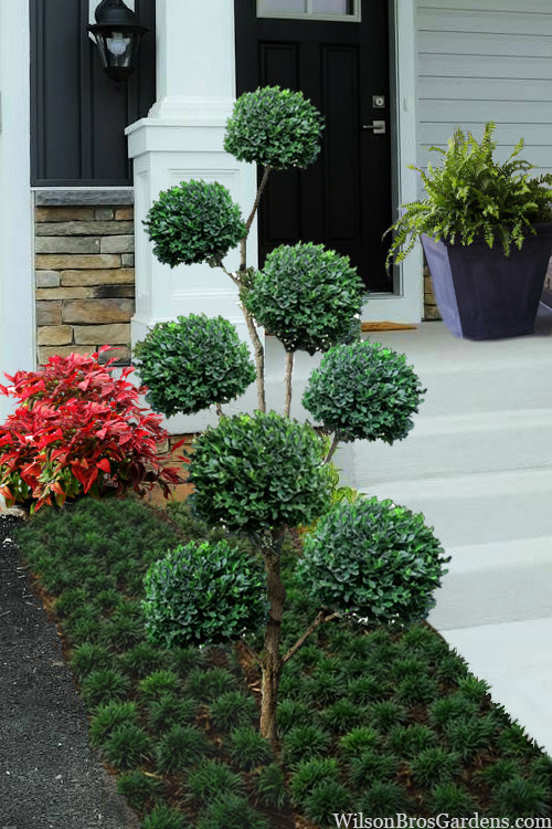  American Boxwood Pom Pom Topiary - 7 Gallon Pot