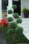  American Boxwood Pom Pom Topiary - 7 Gallon Pot