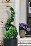  American Boxwood Spiral Topiary - 3 Gallon Pot (26-28" Ht)
