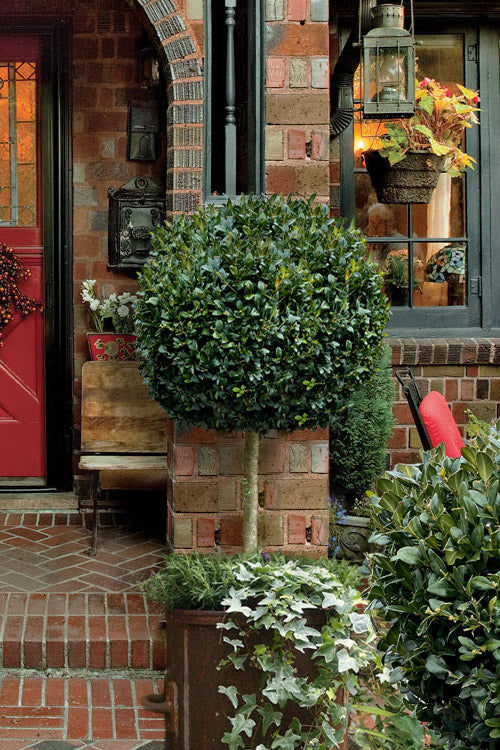 American Boxwood Single Ball Standard Topiary (Buxus Sempervirens) - 5 Gallon Pot (22-30")