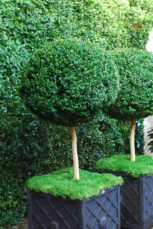  American Boxwood Single Ball Standard Topiary (Buxus Sempervirens) - 6 Gallon Pot