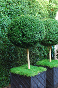  American Boxwood Single Ball Standard Topiary (Buxus Sempervirens) - 6 Gallon Pot