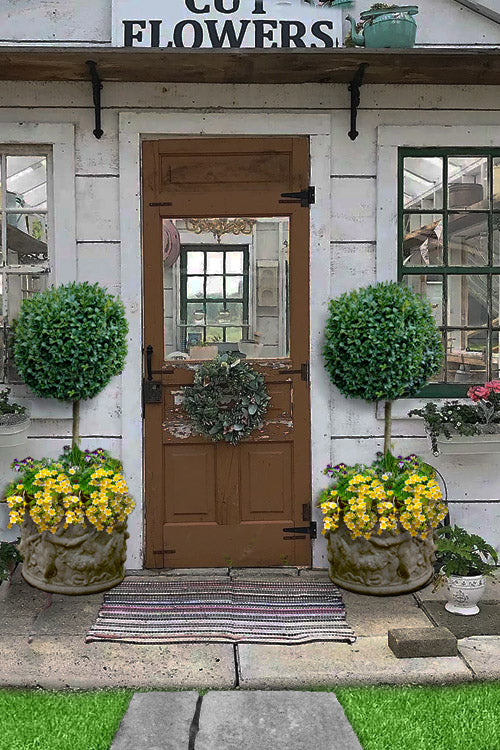  American Boxwood Single Ball Standard Topiary (Buxus Sempervirens) - 5 Gallon Pot (22-30")