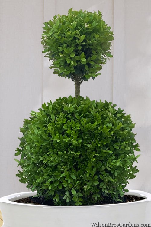  Dwarf English Boxwood Two-Ball Poodle Tier Topiary - 3 Gallon Pot