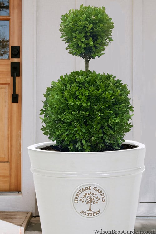  Dwarf English Boxwood Two-Ball Poodle Tier Topiary - 3 Gallon Pot