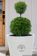  Dwarf English Boxwood Two-Ball Poodle Tier Topiary - 3 Gallon Pot