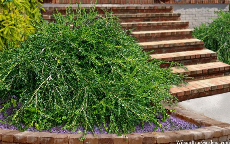  Unraveled Weeping Boxwood - 3 Gallon Pot