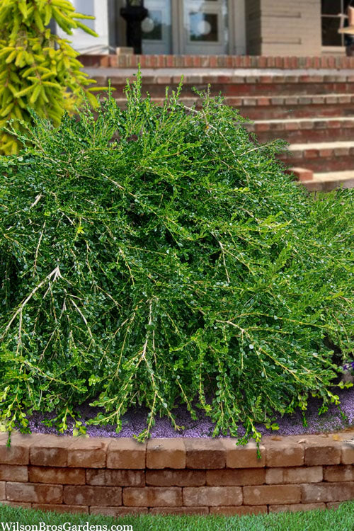  Unraveled Weeping Boxwood - 3 Gallon Pot