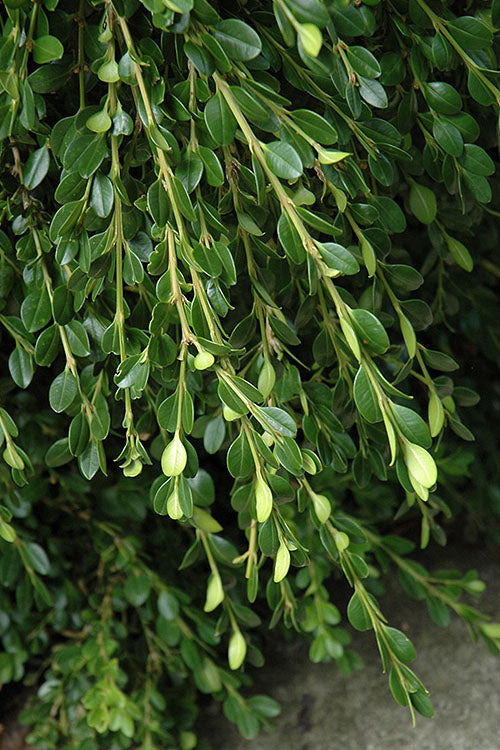  Unraveled Weeping Boxwood - 7 Gallon Pot