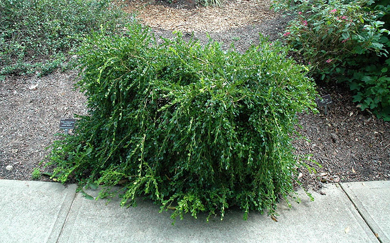 Unraveled Weeping Boxwood - 3 Gallon Pot