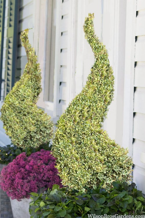  Variegated Boxwood Spiral Topiary - 7 Gallon Pot